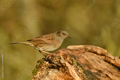 The dunnock perched on the tree