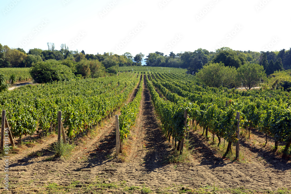 Rows of white grapes before harvest.