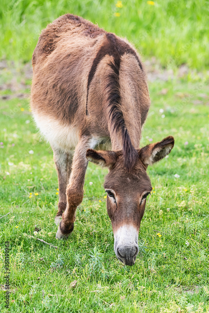 Donkey on overcast day. Wild donkey in countryside field, feeding, grazing, animals roaming-free. The donkey eats grass Donkey on overcast day. Wild donkey in countryside field, feeding, grazing, animals roaming-free. The donkey eats grass