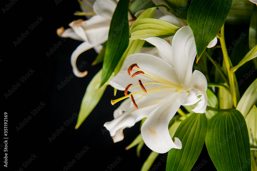 Obraz premium Lily branch in the rays of light on a black background. delicate, white flower. contours of a flower in atmospheric dark photography. flowers for the holiday, advertising, gift.