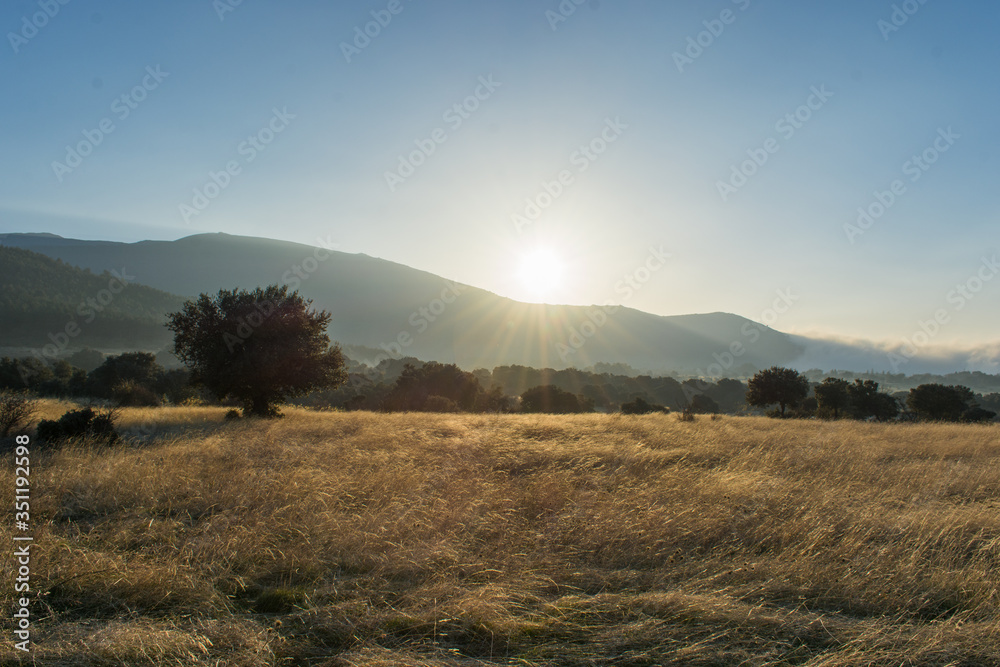sunset in a wheat meadow with trees and mountains