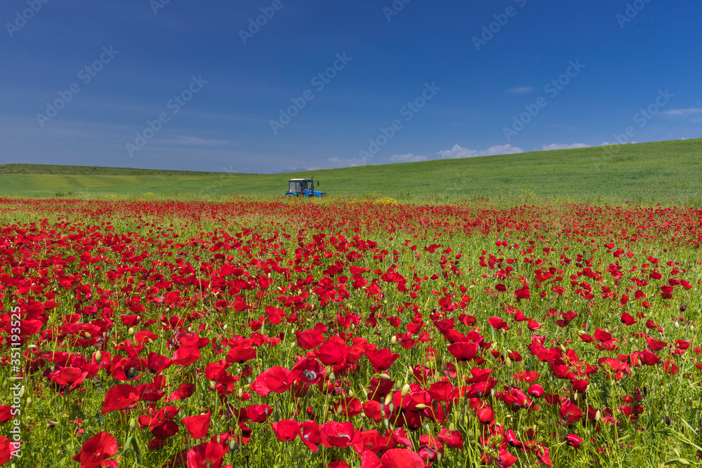 Tractor in blooming poppy fields in the mountains