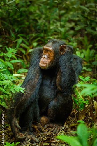 Common Chimpanzee ( Pan troglodytes schweinfurtii) portrait, Kibale Forest National Park, Rwenzori Mountains, Uganda.