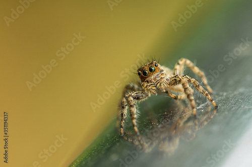 Jumping spider (Salticidae) walking on a metal handrail shot at the butterfly garden of the Chennai Zoo. 