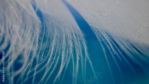 Photography dreamy white feather with beautiful blue background