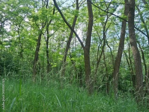 green forest in summer season at day