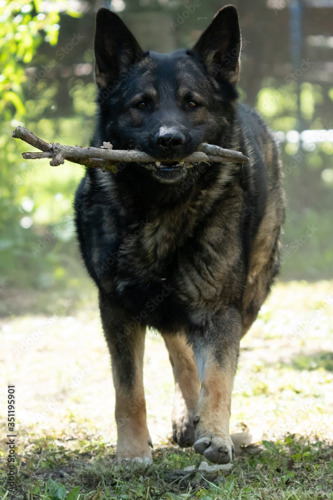 German Shepherd is a German dog breed, one of the most widely used in the world and also the most widely used service breed German Shepherd is a German dog breed, one of the most widely used in the world and also the most widely used service breed