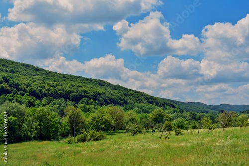green forest in summer season at day