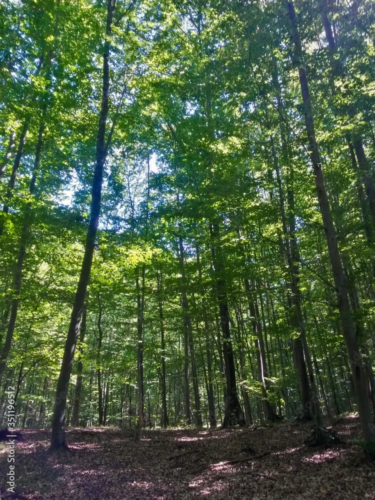 green forest in summer season at day green forest in summer season at day