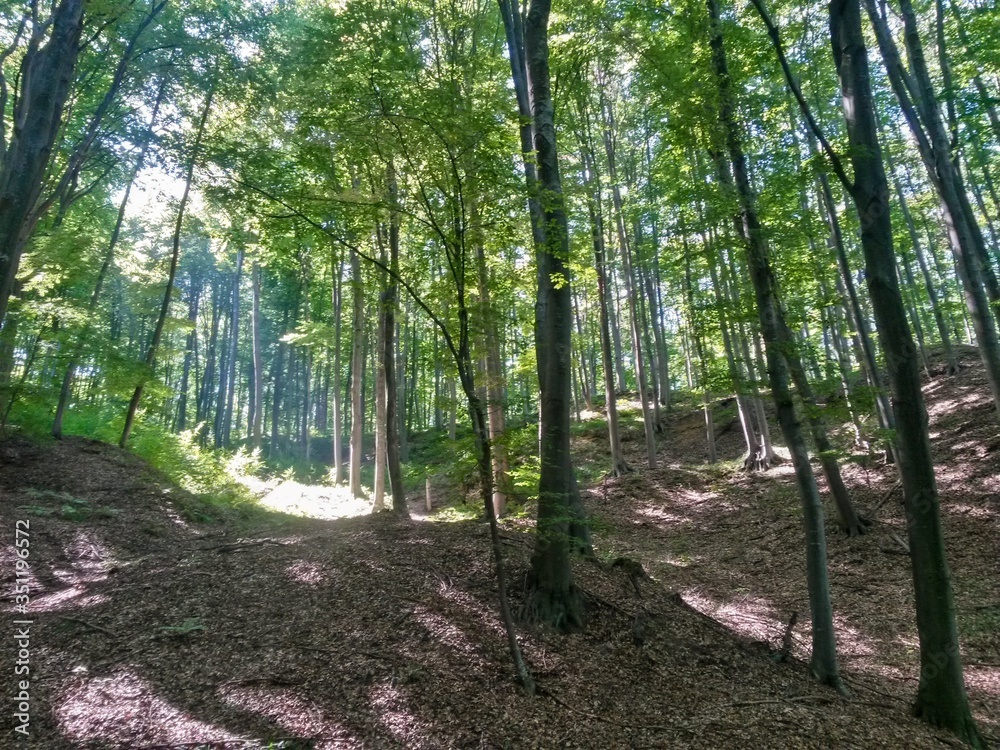 green forest in summer season at day green forest in summer season at day