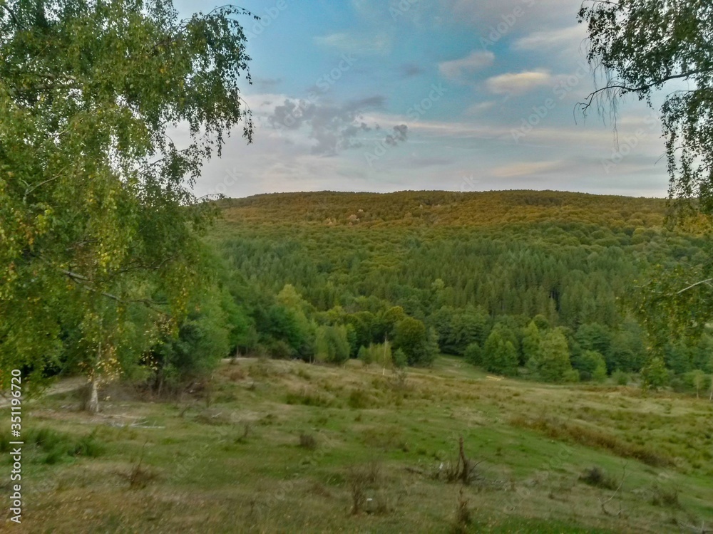 Fototapeta premium green forest in summer season at day