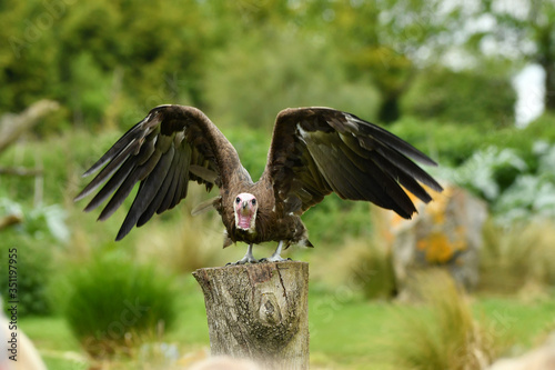 The hooded vulture Necrosyrtes monachus is an Old World vulture photo