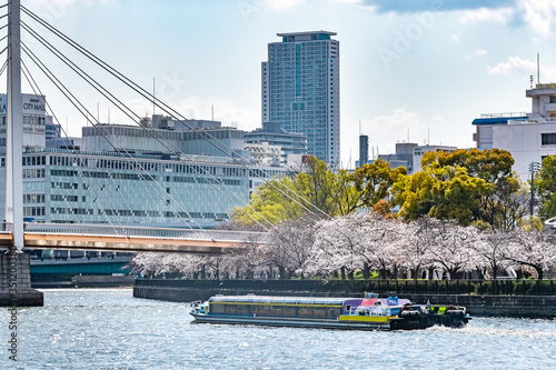 大阪天満 大川沿いの桜