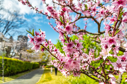 大阪桜ノ宮 大川沿いの桜