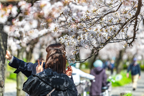 大阪天満 大川沿いの桜