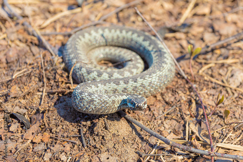 Grey viper or adder venomous snake in attacking or defencive pose rolled in knit on brown spring soil or ground pathway among old leaves, grass and branches photo