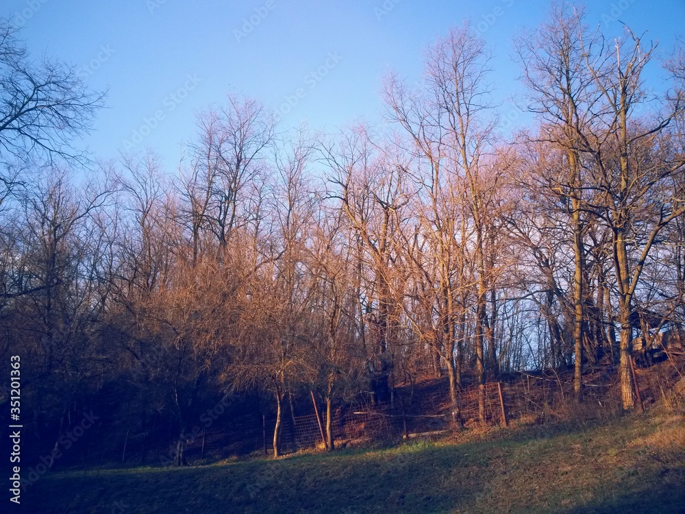 Fototapeta premium beautiful autumn colors into the forest