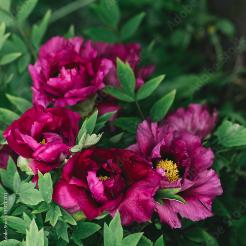 Beautiful dark pink peonies  in a spring garden after rain.