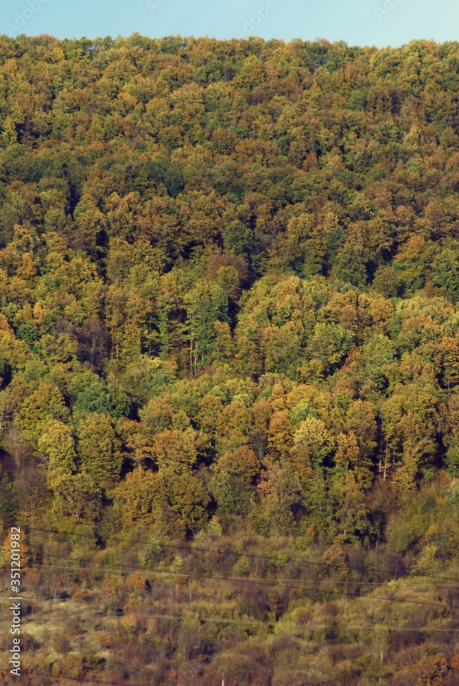 Fototapeta premium beautiful autumn colors into the forest