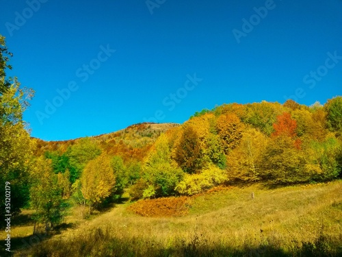 Fototapeta Naklejka Na Ścianę i Meble -  beautiful autumn colors into the forest