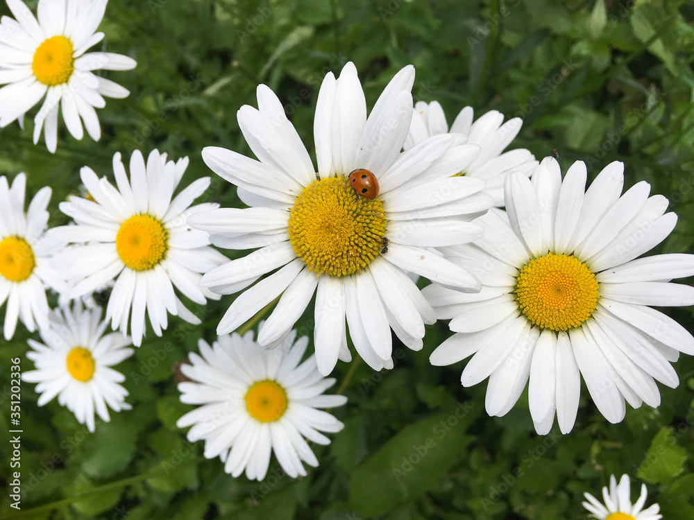 Close-up of chamomile flowers, on one of which is a ladybug Close-up of chamomile flowers, on one of which is a ladybug