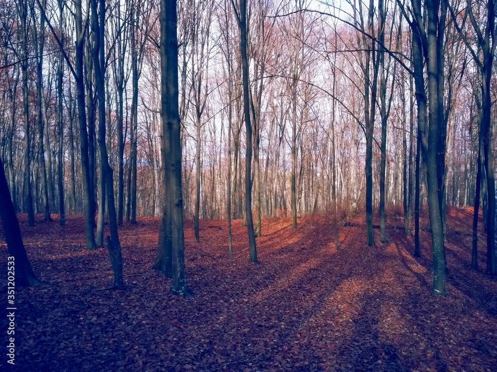 Obraz premium beautiful autumn colors into the forest