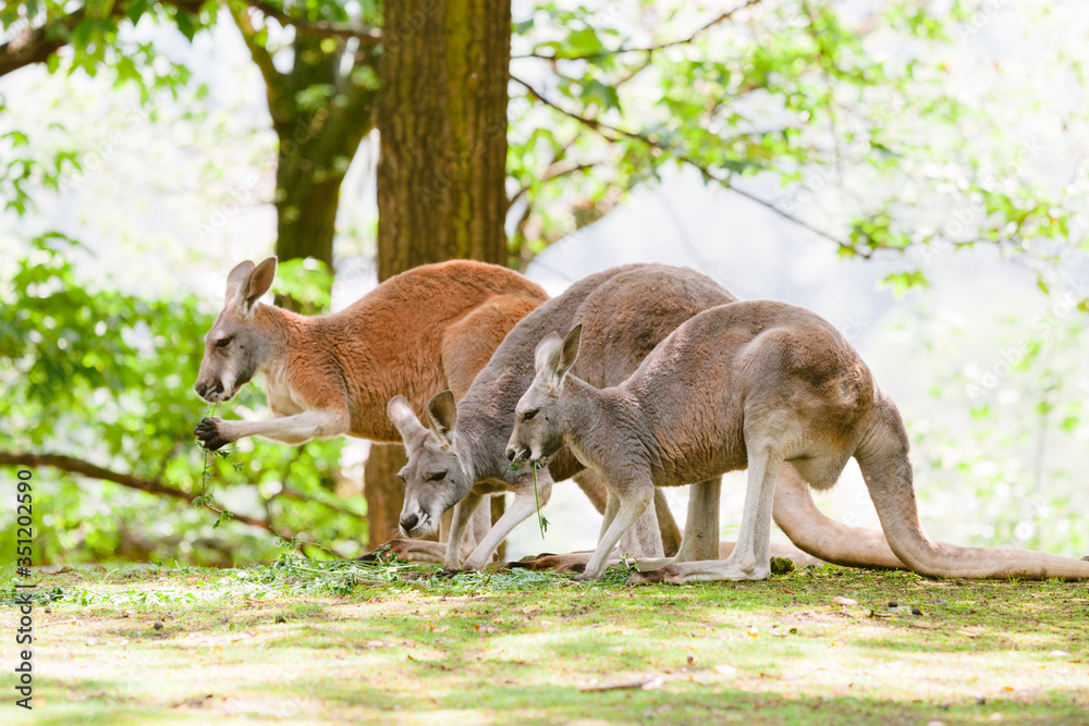 A kangaroo at Australian wildlife outdoor with. A beautiful nature portrait with a cute wild animal or mammal