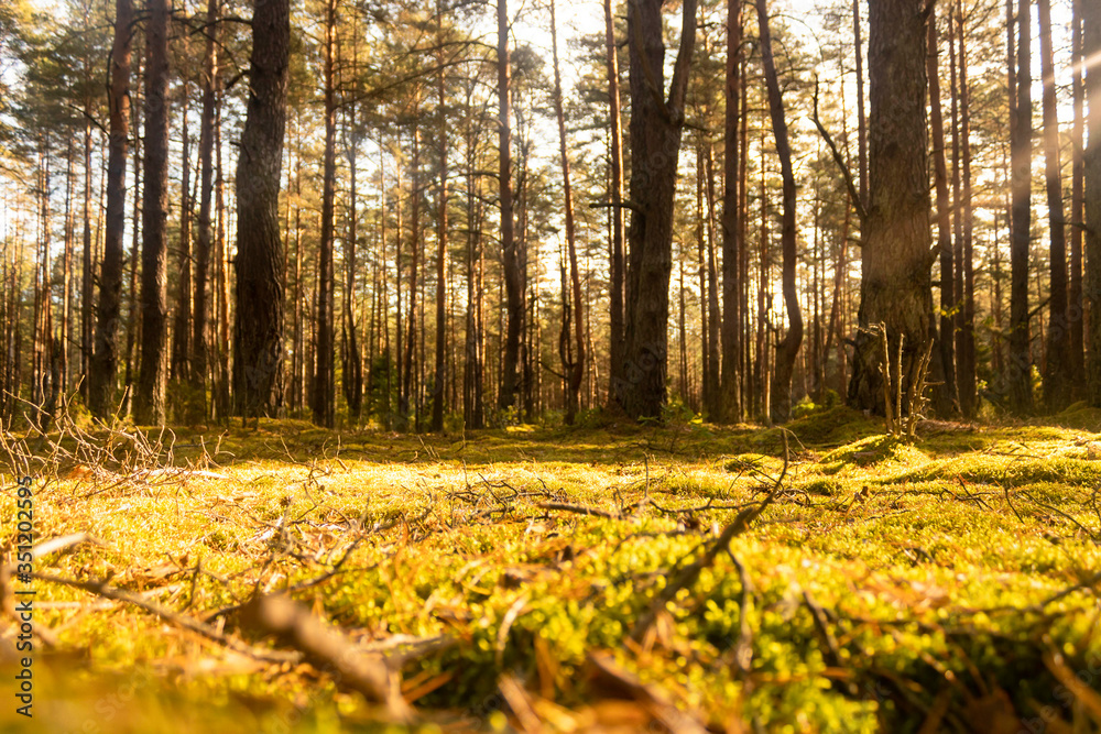 Fototapeta premium autumn in the forest