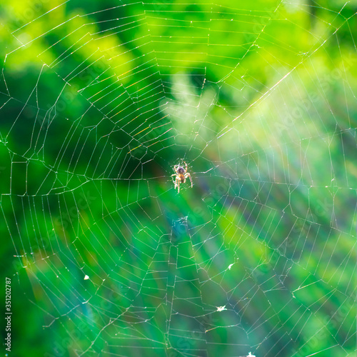 Spider on a web close up on a blurry green background in the sun.