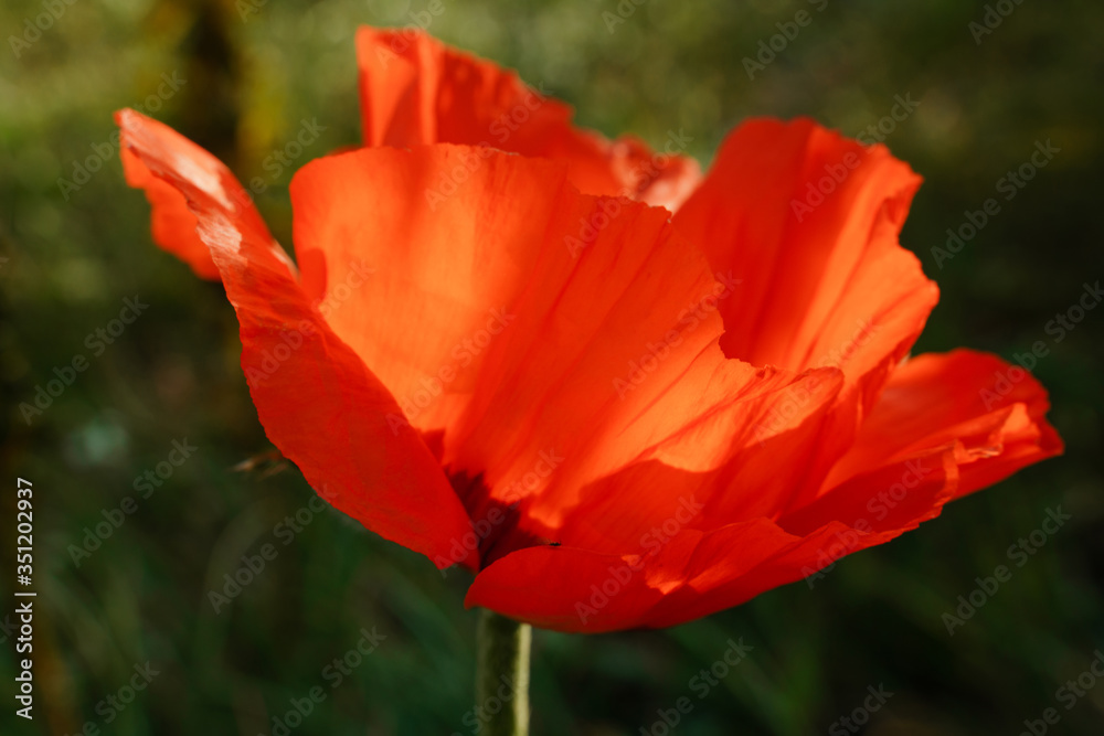 Poppy red flower isolated on a white background. Isolate inflorescence of garden poppy. Totally open flower. Poppy red flower isolated on a white background. Isolate inflorescence of garden poppy. Totally open flower.