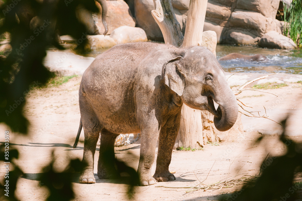 Fototapeta premium Indian Elephant At The Prague Zoo