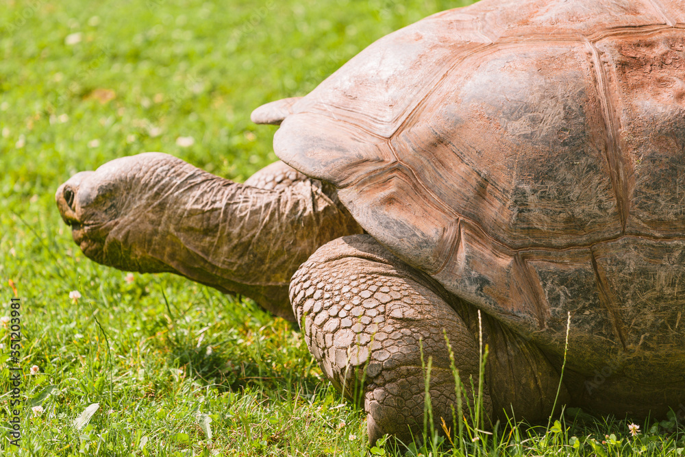 Fototapeta premium Big Seychelles turtle on grass in the park