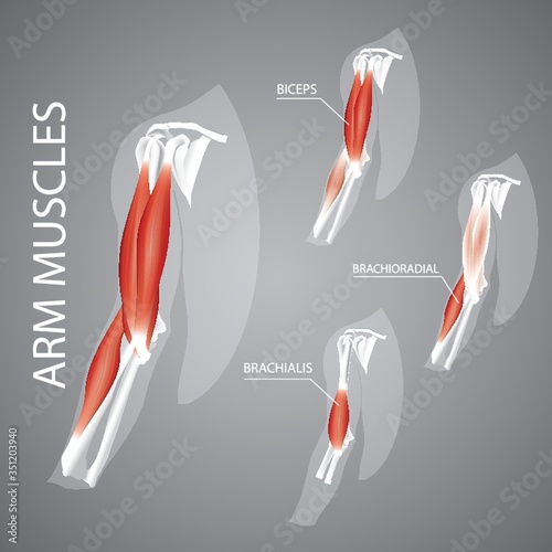 A human arm muscles illustration. photo