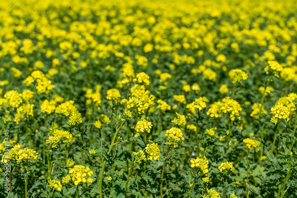 Blooming yellow rapefield in spring