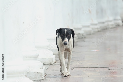 alone street dogs in delhi. © Photoholic_Paras