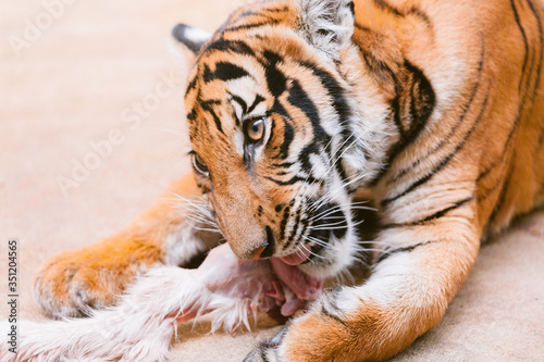 baby tiger cub eating meat.