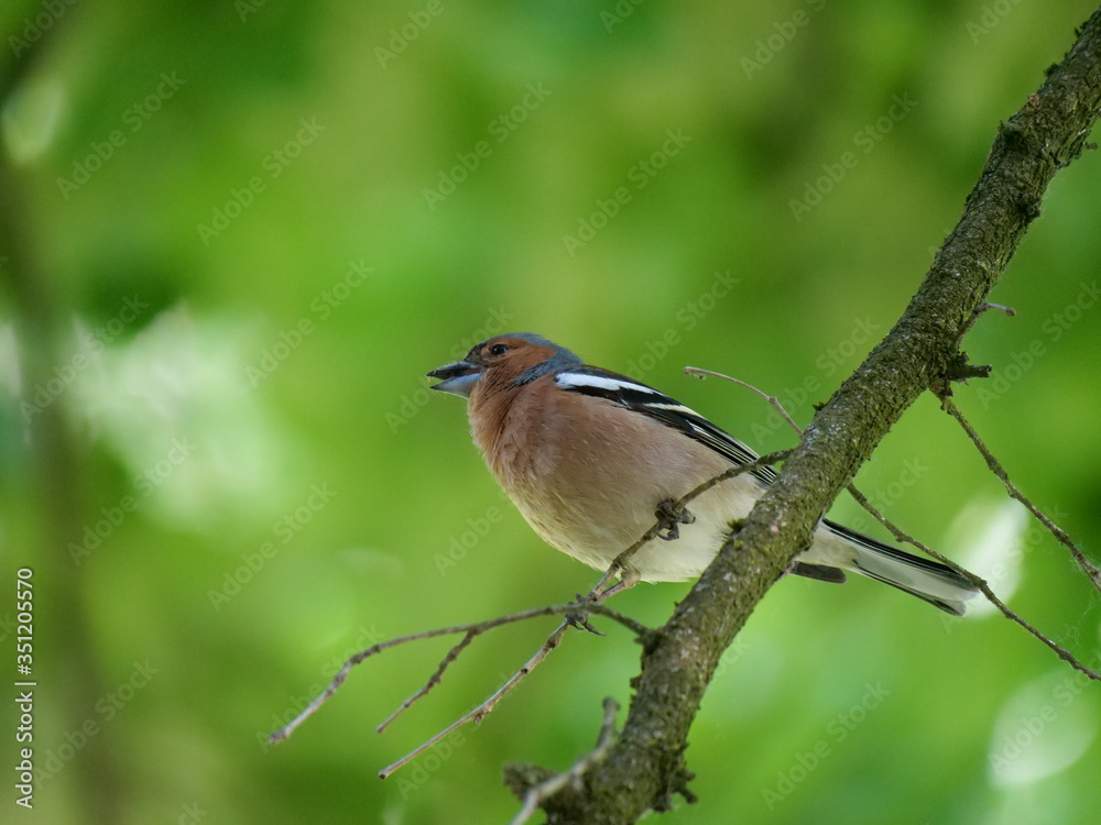 Obraz premium chaffinch sitting on a twig and looking