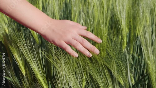 Young female hand playing and stroking the growing green cereal ears - brushing over the barley or triticale field, camera follows, close up