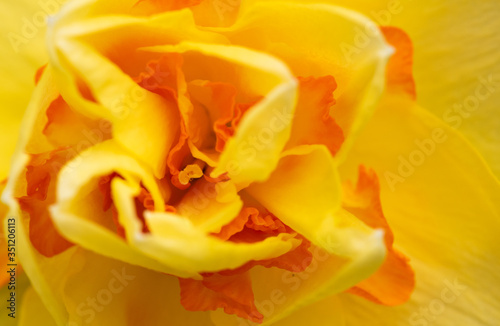 Yellow flower background. Flower background