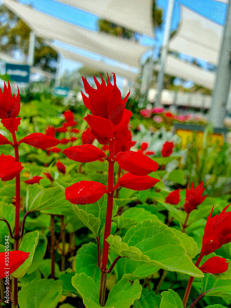 Obraz premium Red flowers