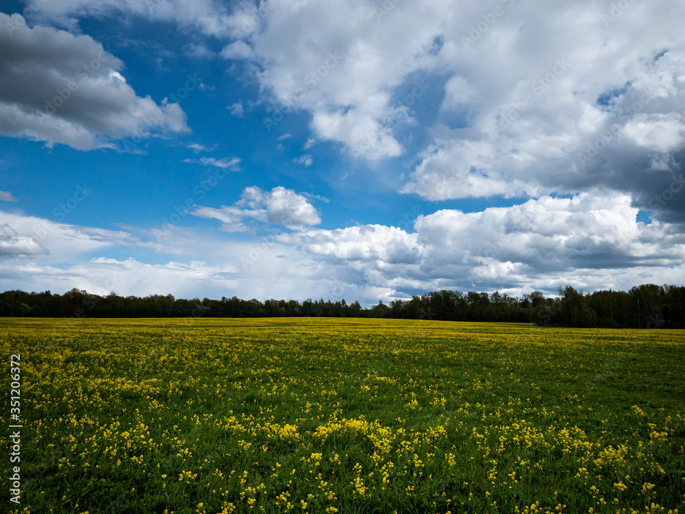 Yellow flower field and white fluffy clouds on a background of blue sky