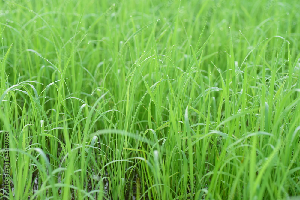 Obraz premium Green rice fields Use as wallpaper
