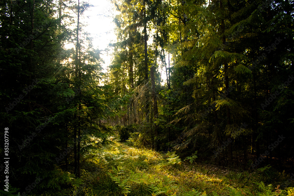 Fototapeta premium promienie słoneczne w lesie