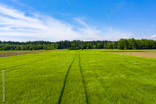 Green field in rural area. Landscape of agricultural cereal fields. © Przemyslaw Iciak