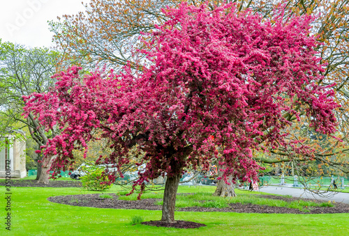 Blooming tree in Kew botanical gardens in spring, London, UK