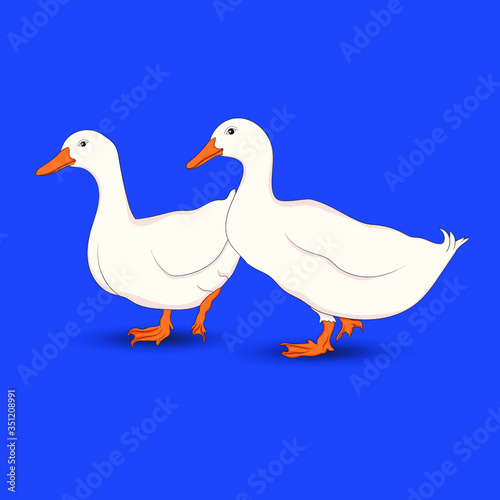 Duck vector isolated on blue background. White goose bird