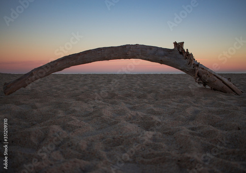 old dried up branch on beach at sunset