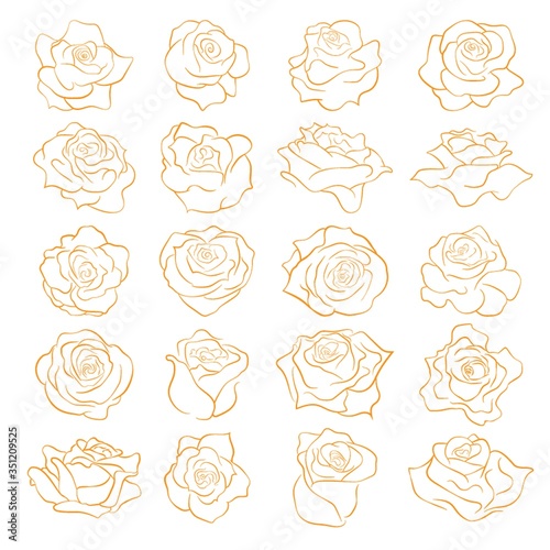 Set of rose flowers