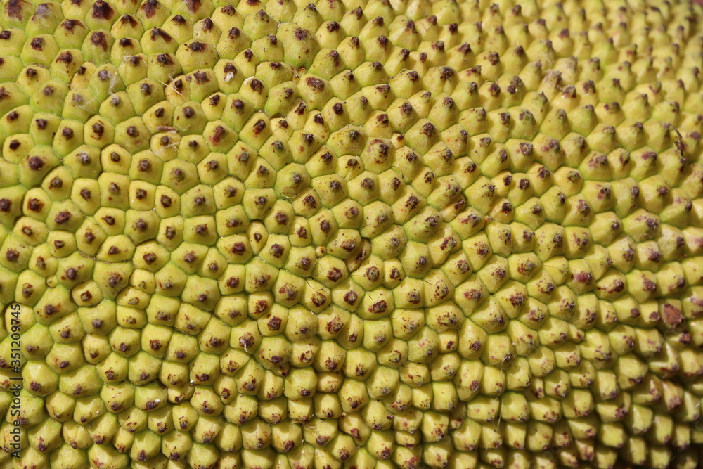 Jack fruit thorn shell as background or texture