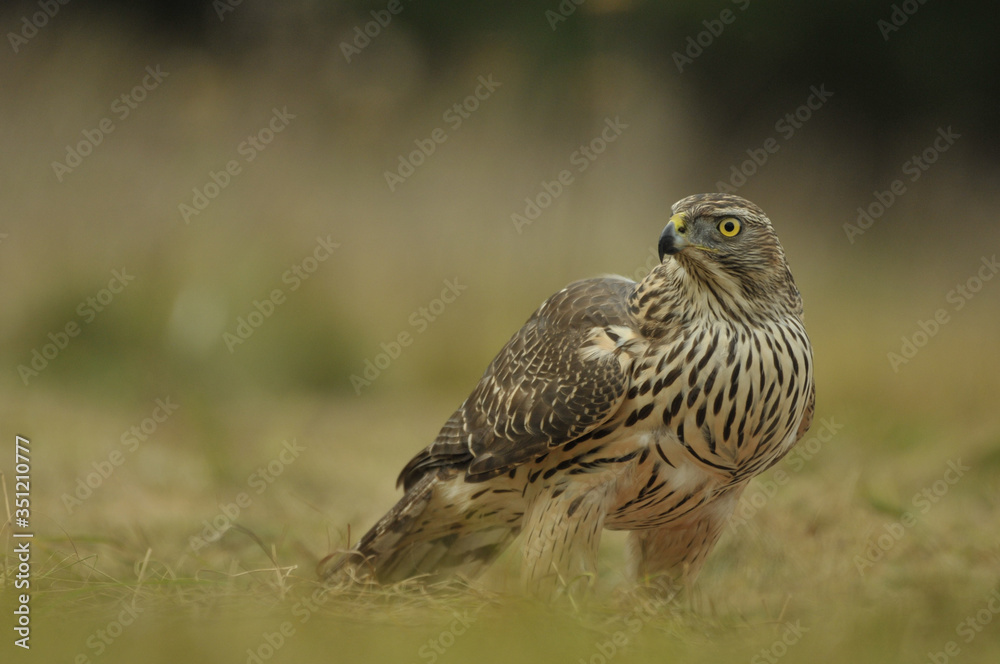 Juvenile northern goshawk Accipiter gentilis Juvenile northern goshawk Accipiter gentilis